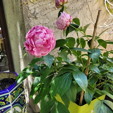 Bed & Breakfast D'hote Au Jardin Le Clos Des Vins D'anges Saint-Pierre-des-Champs